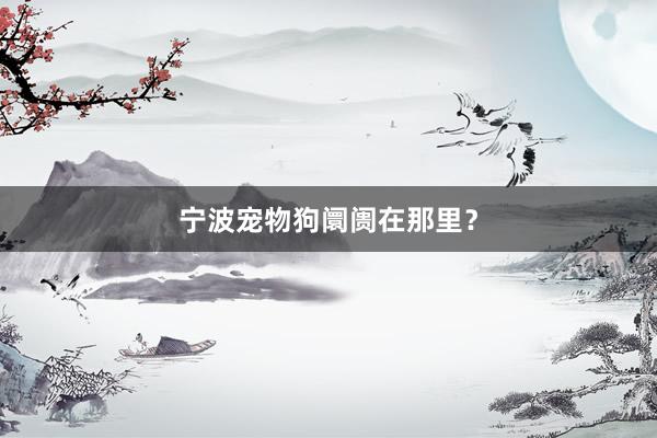 宁波宠物狗阛阓在那里?